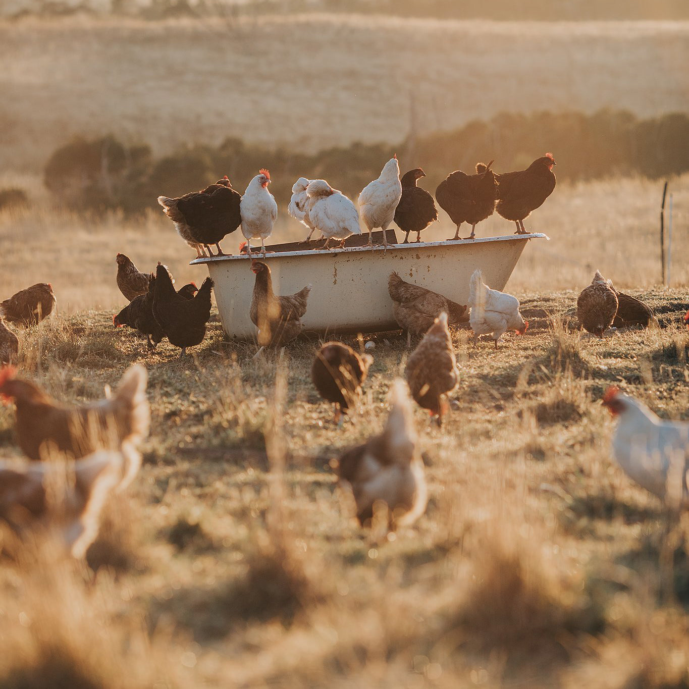 COLOURING BOOK - CHICKENS